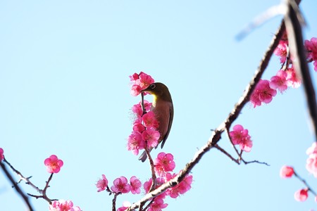 2016.02.13　和泉川　紅梅にメジロ　展望