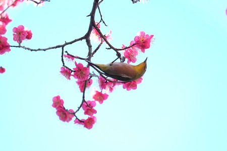 2016.02.13　和泉川　紅梅へメジロ