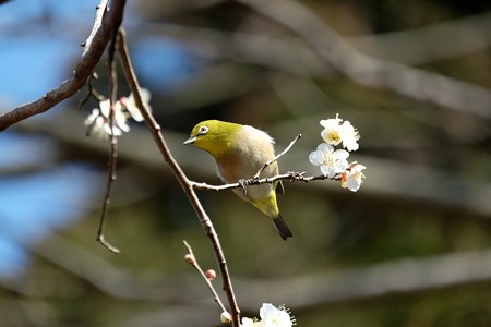 2016.02.19　和泉川　梅へメジロ