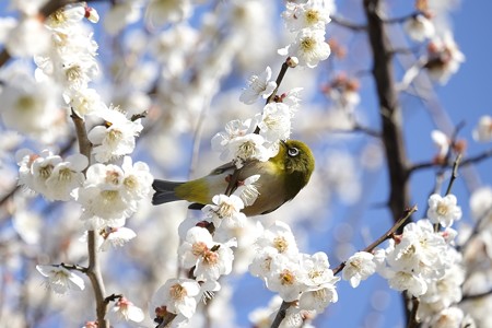2016.03.02　和泉川　梅にメジロ