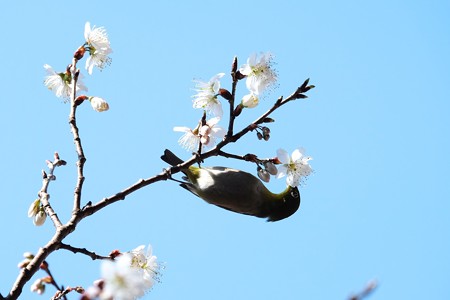 2016.03.06　和泉川　早咲きの桜にメジロ　吸蜜