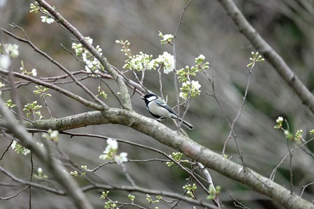 2016.03.21　和泉川　李にシジュウカラ