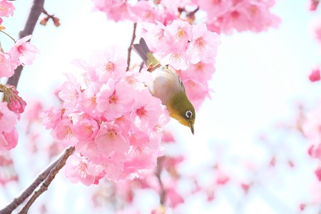 2016.03.26　和泉川　桜にメジロ