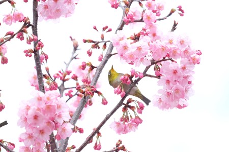 2016.03.26　和泉川　桜へメジロ　見上げて