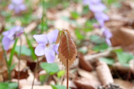 2016.03.30 瀬谷市民の森 団栗から新芽