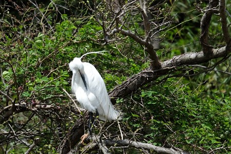 2016.04.09　和泉川　コサギ　婚姻色
