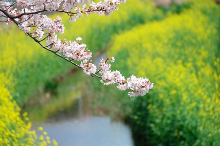 2016.04.09　和泉川　桜と菜の花