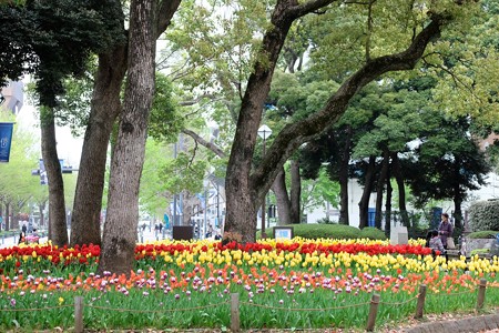 2016.04.11　横浜公園　チューリップ　園