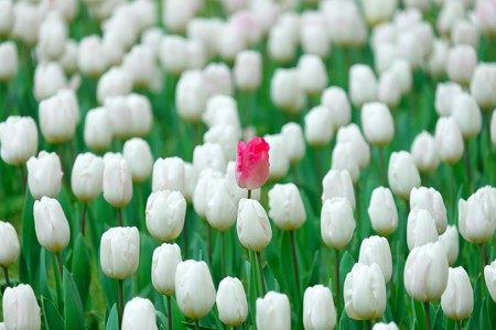 2016.04.11　横浜公園　チューリップ　紅一点