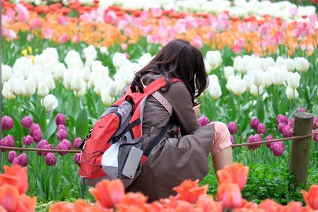 2016.04.11　横浜公園　チューリップ　集中