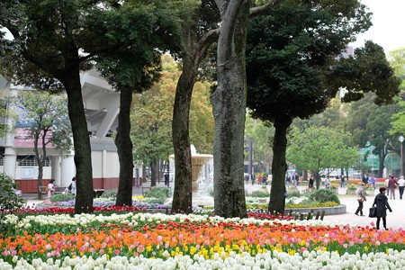 2016.04.11　横浜公園　チューリップ　噴水