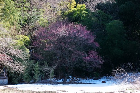2018.01.27　和泉川　畑の紅梅　蕾膨らむ