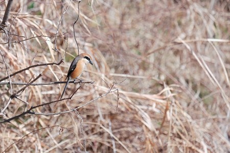 2018.02.14　和泉川　モズ