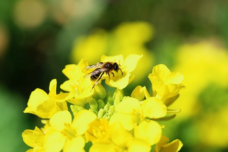 2018.03.04　追分市民の森　菜の花にハナバチ　虫は難しい