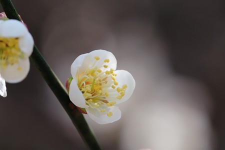 2018.03.06　追分市民の森　ウメ　蕾から花へ