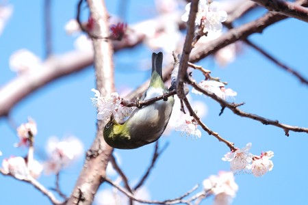 2018.03.12　和泉川　梅へメジロ