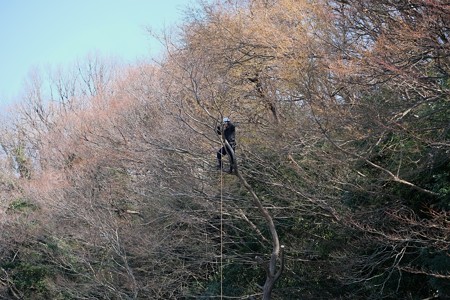 2018.03.12　和泉川　伐採