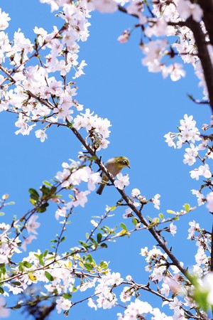 2018.03.25　隣町　桜にメジロ