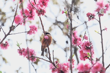 2018.03.27　追分市民の森　花桃にヤマガラ