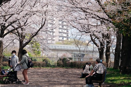 2018.03.28　隣町　帷子川横の公園の桜