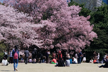 2018.03.30　皇居　皇居東御苑　芝生で桜