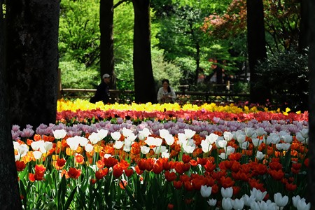 2018.04.09　横浜公園　チューリップ