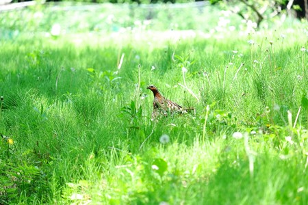 2018.04.29 瀬谷市民の森 コジュケイ 番