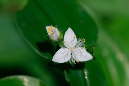 2018.05.15　瀬谷市民の森　トキワツユクサ