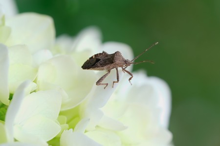 2018.05.18　和泉川　紫陽花にホオズキカメムシ