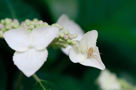 2018.05.24　和泉川　紫陽花にアサヒエビグモ