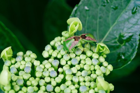 2018.06.07　和泉川　紫陽花にチャバネアオカメムシ