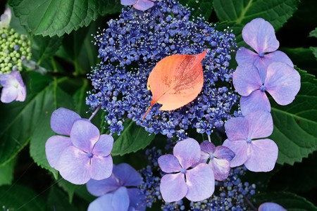 2018.06.14　瀬谷市民の森　紫陽花に桜