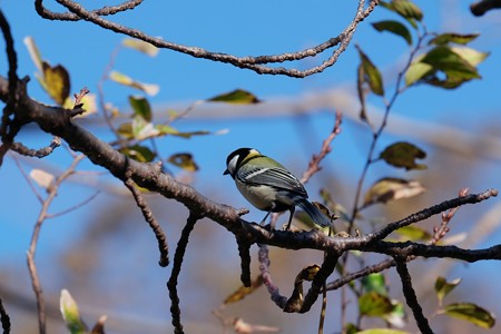 2018.11.30 和泉川 シジュウカラ