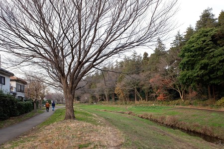 2018.12.26　和泉川　サクラ