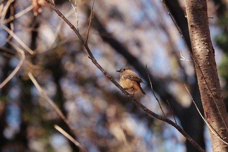 2019.01.04　追分市民の森　ジョウビタキ