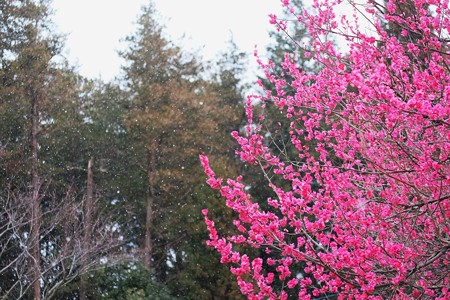 2019.02.15　和泉川　ユキ