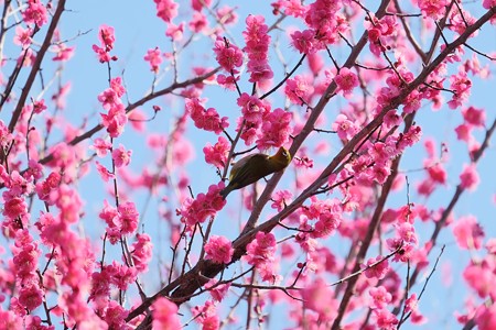 2019.02.18　和泉川　紅梅へメジロ　光の春