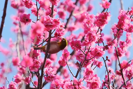 2019.02.18　和泉川　紅梅へメジロ