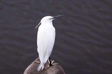 2019.02.21　和泉川　コサギ