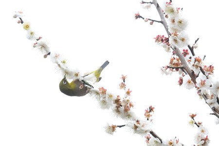 2019.02.21　和泉川　梅とメジロ