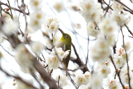 2019.02.26　和泉川　メジロ　梅中