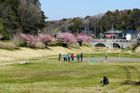 2019.03.09　和泉川　河津・おかめ桜　共演