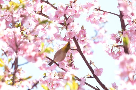 2019.03.09　和泉川　河津桜でメジロ