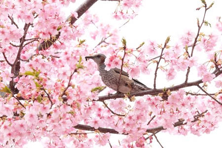2019.03.10　追分市民の森　河津桜にヒヨドリ