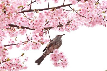 2019.03.10　追分市民の森　河津桜へヒヨドリ
