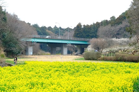2019.03.10　追分市民の森　花畑