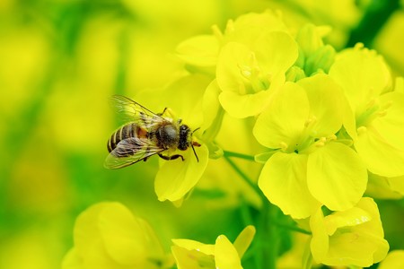 2019.03.10　追分市民の森　菜の花へミツバチ