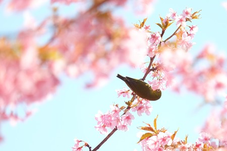 2019.03.15　追分市民の森　河津桜でメジロ