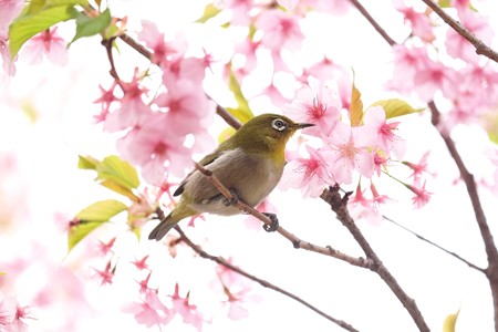 2019.03.16　和泉川　河津桜へメジロ