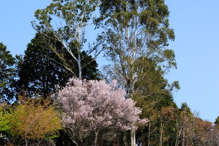 2019.03.27　追分市民の森　桜とユーカリ